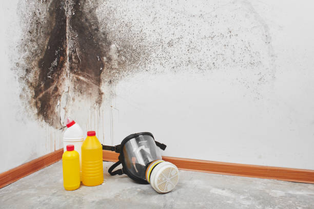 Mold Testing and Removal in Kittanning, PA