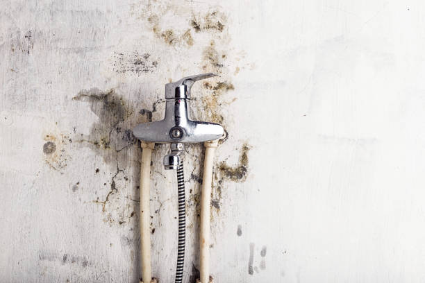 Best Mold Cleaning Services  in Kittanning, PA