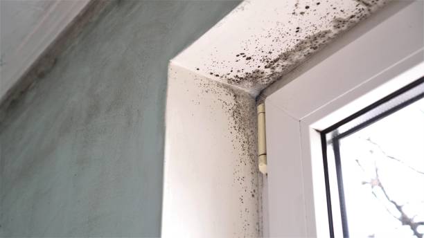 Best Certified Mold Removal  in Kittanning, PA