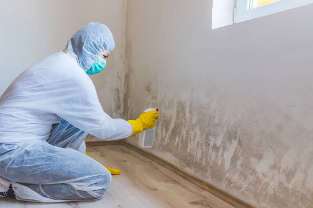 Mold Removal Process in Kittanning, PA