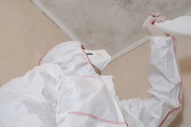 Best Certified Mold Removal  in Kittanning, PA