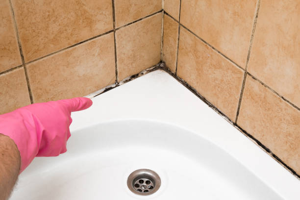 Best Mold Testing  in Kittanning, PA