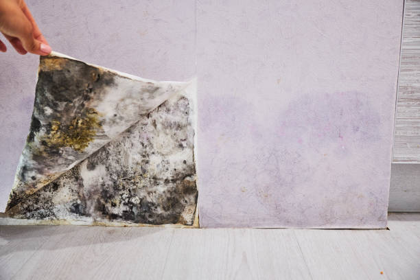 Best Emergency Mold Removal  in Kittanning, PA